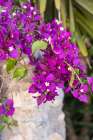 Albaicin, Province of Granada, Andalusia, Spain. A purple flowering bush. Art Print